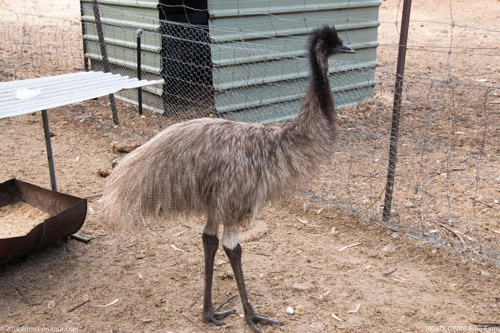190402 105805 Emu Farm