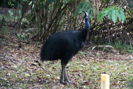 180920 112548 Daintree