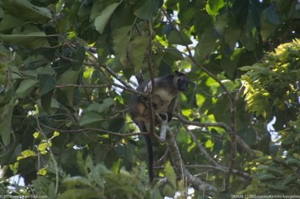 180928 132805 lumholtz tree kangaroo