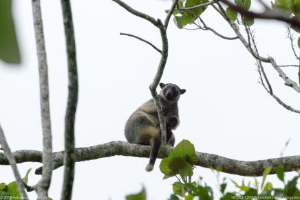 181002 120926 lumholtz tree kangaroo