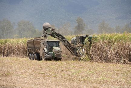 181006 121743 cane harvest