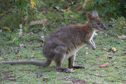 181104 154054 Lamington National Park