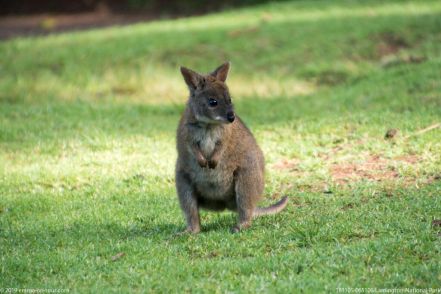 181105 065106 Lamington National Park