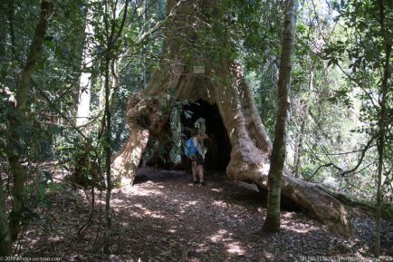 181105 123626 Lamington National Park