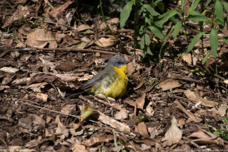 181105 135808 Lamington National Park