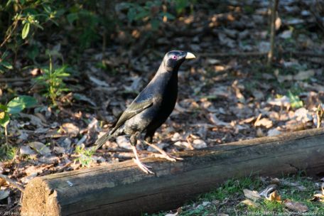 181105 174511 Lamington National Park