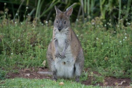 181106 062624 Lamington National Park