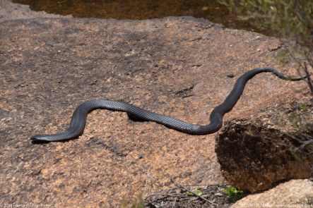 181109 105741 Girraween National Park