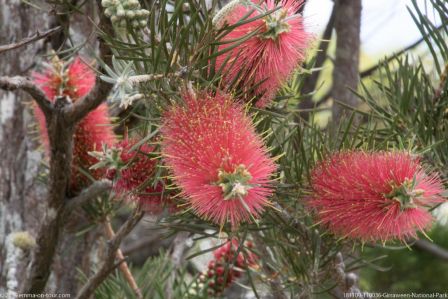 181109 110036 Girraween National Park