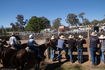 181111 081315 Campdraft Ebor