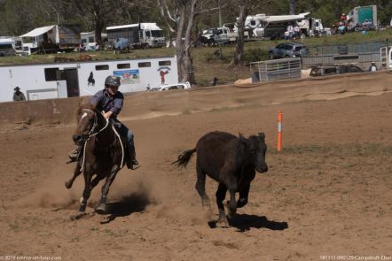 181111 090129 Campdraft Ebor