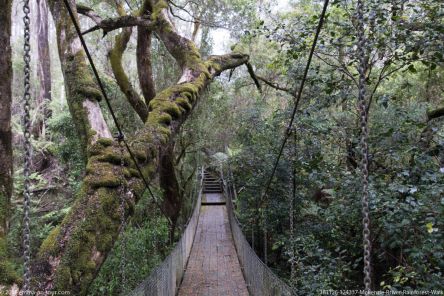 181126 124337 Mckenzie Rriver Rainforest Walk