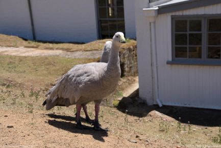 190111 130017 Maria Island