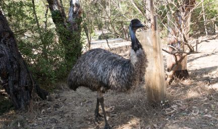 190124 101508 Tower Hill Reserve