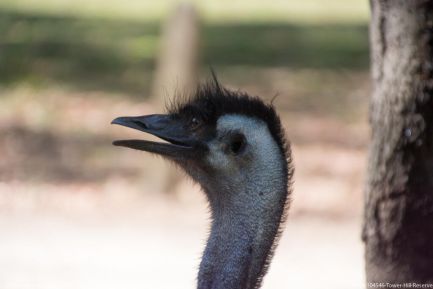 190124 104546 Tower Hill Reserve