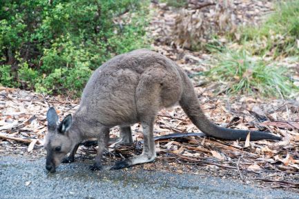 190204 090850 Flinders Chase