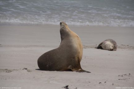 190205 135634 Seal Bay