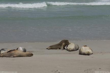 190205 141132 Seal Bay