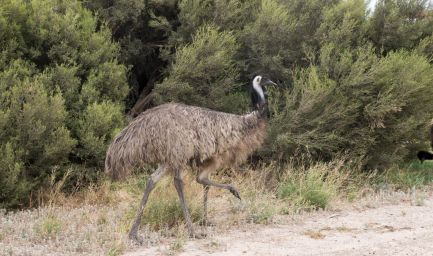 190218 114227 Coffin Bay