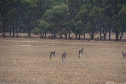 190307 092540 Porongurup