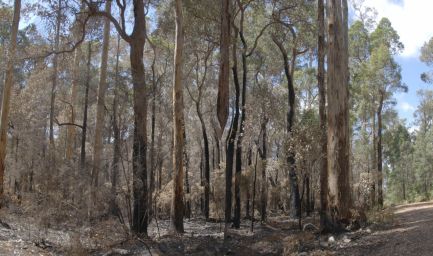 190316 112844 Karri Forest Explorrer