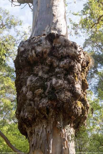 190316 144901 Marianne North Tree