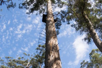 190316 150241 Dave EVans Bicentennial Tree