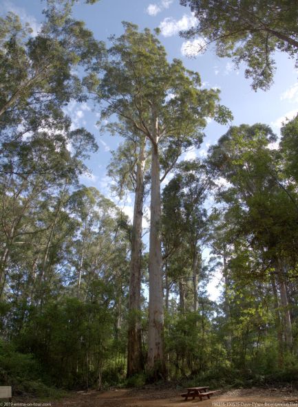 190316 150535 Dave EVans Bicentennial Tree