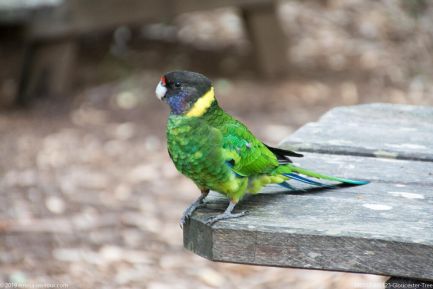 190317 095123 Gloucester Tree