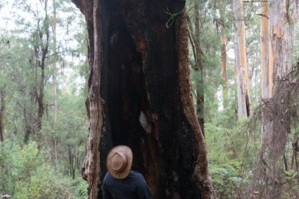 190317 101303 Gloucester Tree