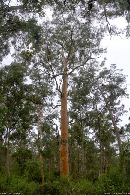 190317 101505 Gloucester Tree 2