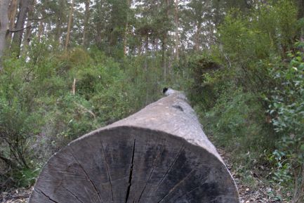 190317 101755 Gloucester Tree