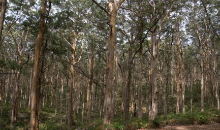 190318 121203 Boranup Forrest Viewpoint