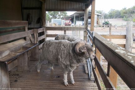 190320 120448 Yallingup Shearing Shed