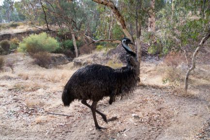 190402 090547 Toodyay Emu