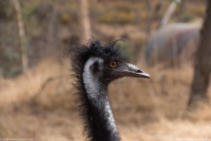 190402 092513 Toodyay Emu