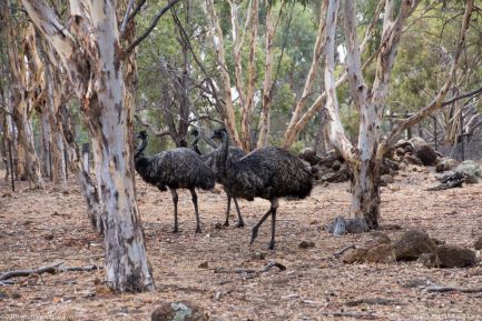 190402 101513 Emu Farm