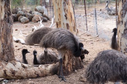 190402 110131 Emu Farm