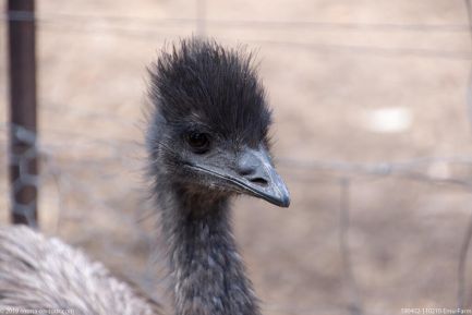 190402 110210 Emu Farm