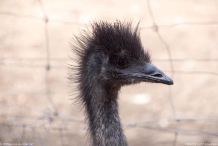 190402 110217 Emu Farm