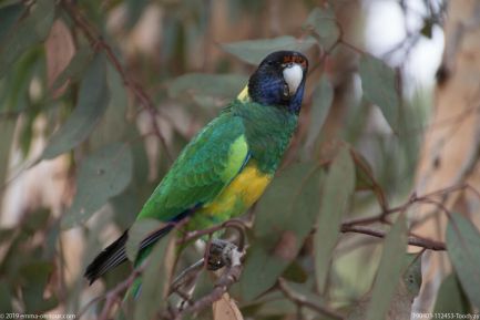 190403 112453 Toodyay