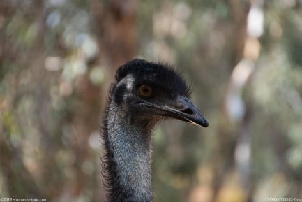 190403 133552 Emu