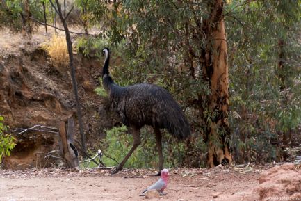 190404 102422 Emu