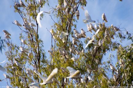 190404 160409 Northam Corella