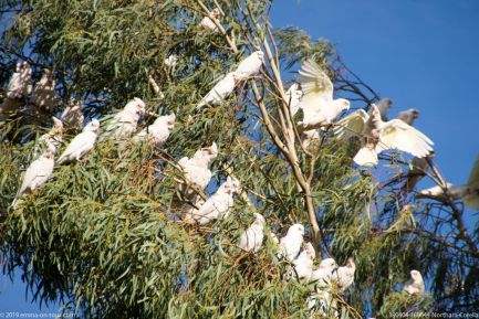 190404 160644 Northam Corella