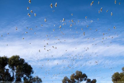 190404 160939 Northam Corella