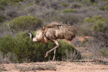 180607 140236 Emu