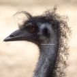 emu